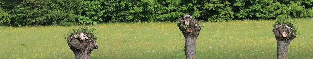 blog2014.sommer-huenxe.de