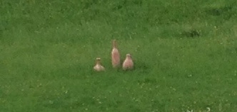 Ton am Teich Ton am Teich