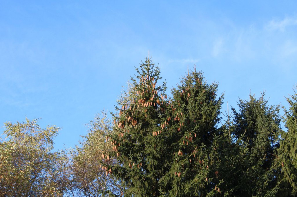 IMG_4501k Vier Jahreszeiten