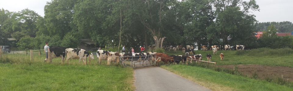 20150614_102501 Kuh-Wechsel