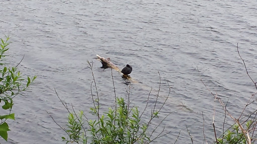 20150615_100239 Seen-Platte